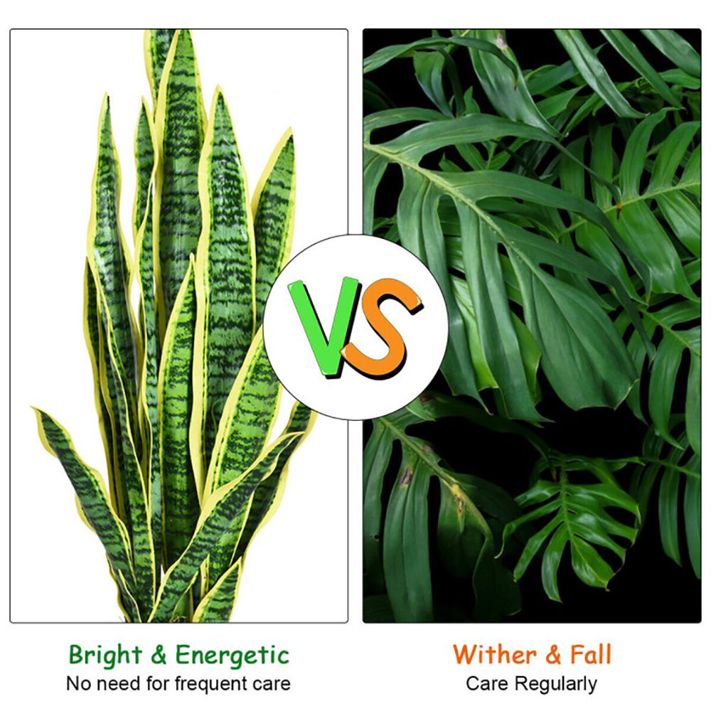 Comparison of artificial snake plant decor on the left, showing vibrant green foliage, with real plant care on the right
