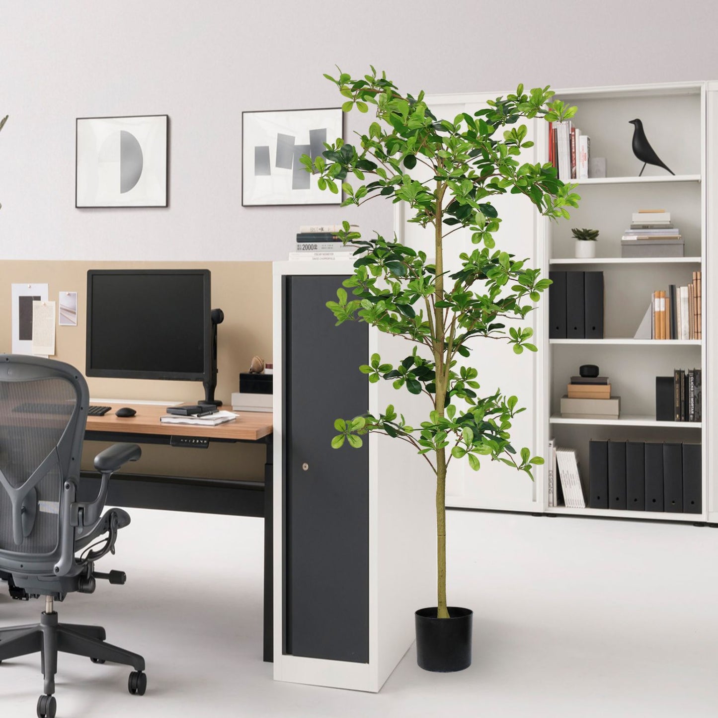 Artificial tung tree plant in a modern office setting beside a desk and bookshelf