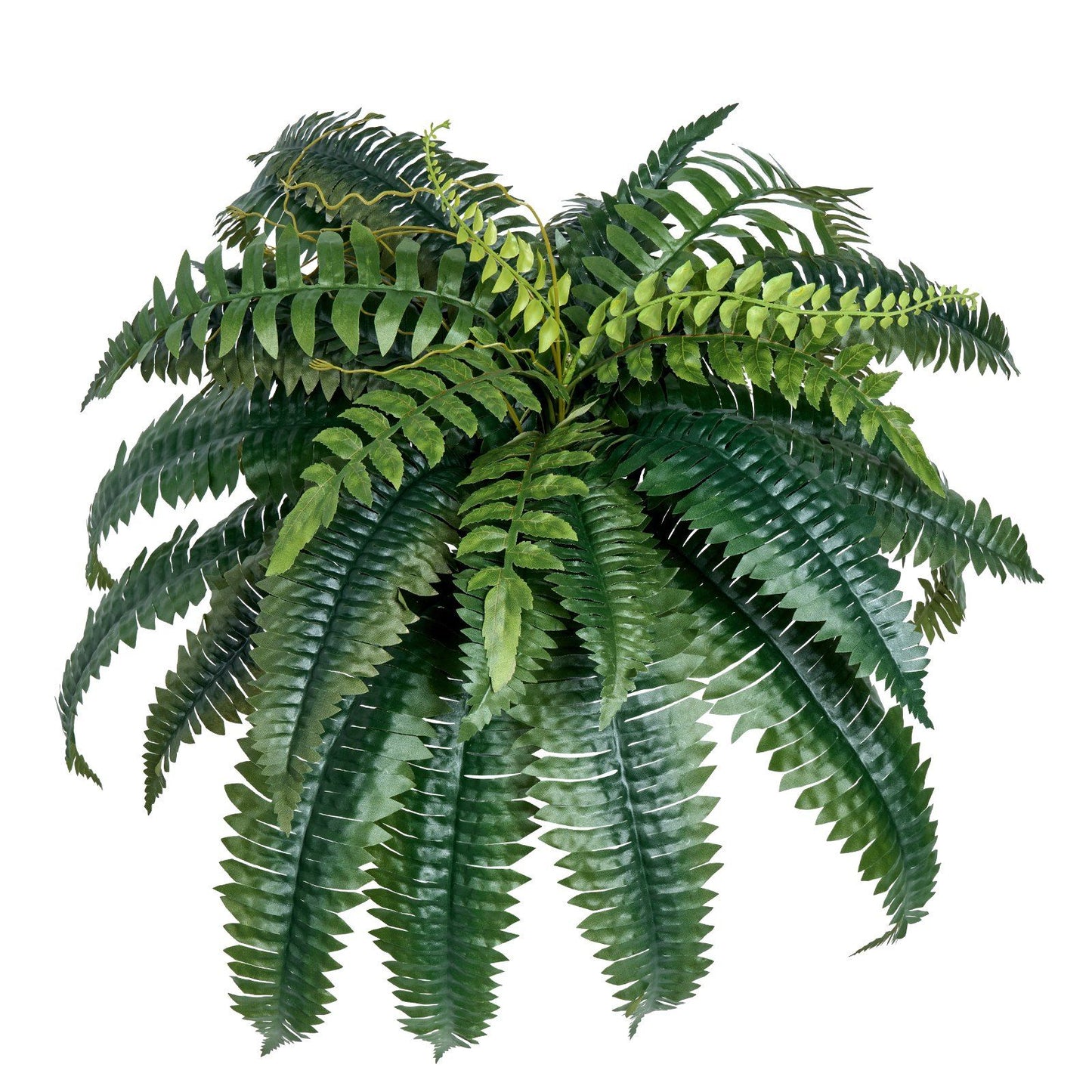 Artificial Boston fern set with lush green foliage for realistic home or office decor