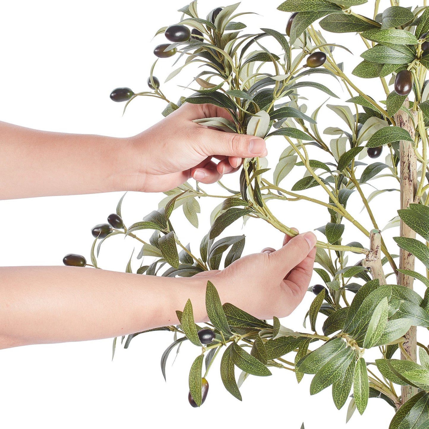 Hands adjusting realistic leaves and olives on artificial olive tree 5ft from FauxMart.com